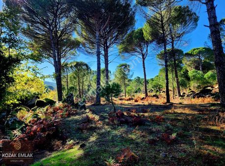 Bergama Göbeller M.h Madra Çayına Sıfır Fıstık Çamlığı Satılık