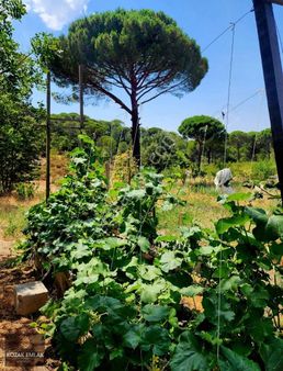 Bergama Kozak Okçular Badem Tarlası Satılık