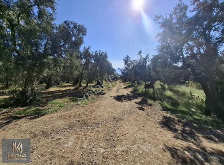Kentmax Emlak Dan Satılık Zeytinlik