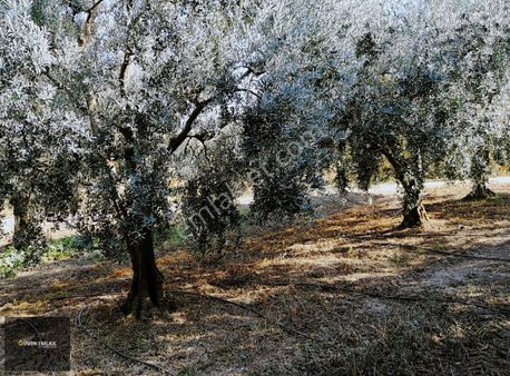 İznik Güven Emlaktan Satılık Bakımlı Şahane Zeytin Bahçesi.