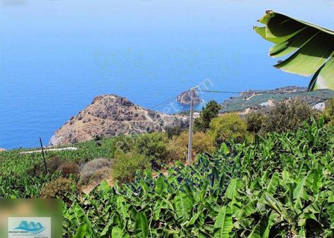 Gazipaşa Satılık Muz Bahçesi 9425 M2 Zeytinada Deniz Manzaralı