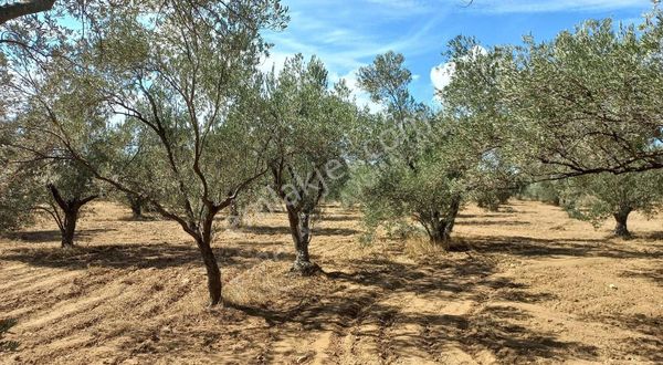 Ezine Akköy De 5.000m² Bakımlı Satılık Zeytinlik