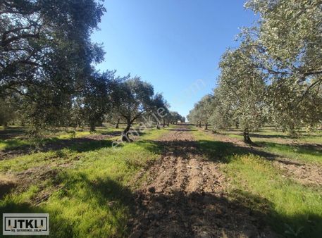 Utku Gayrimenkulden Bekirler Mahalesinde Sulu Satılık Zeytinlik
