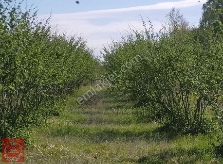 Kandıra İzmit Yoluna Cephe Fındıklık