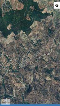 Yatırımlık, Zeytinlik