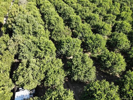 Ortaca Akıncıda 8230 M2 Limon Tarlası Satılık