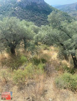 Tire Doğuş Emlak Tan Şirince Karıncalıyokuşda Satılık Zeytinlik