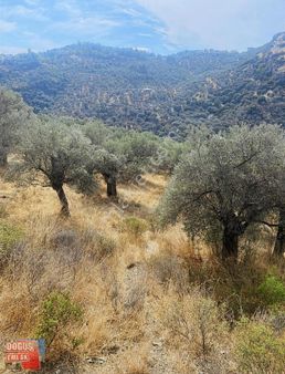 Tire Doğuş Emlaktan Selçuk Şirincede Satılık Zeytinlik