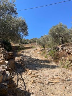 Milas Akçalıda Satılık Köyiçi Kadastral Yollu Zeytinlik