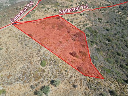 Datça Yazıköy'de 6398 M2tarla Era Zeytinden