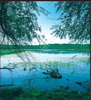 Söğüt Rızapaşa Mahallesinde Satılık Araç Takasına Açık Tarla