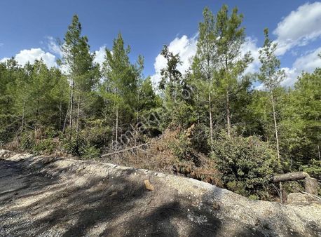 Alanya Üzümlüde 950 M2 Tarla