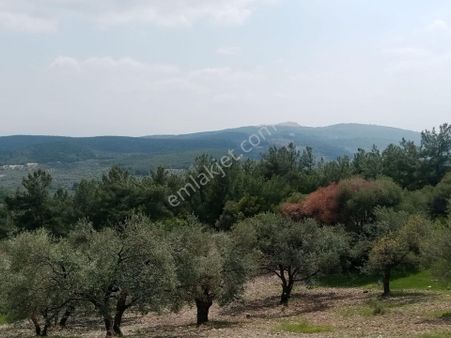 Manisa Saruhanlı Büyük Belen De Satılık 19.500 M2 Zeytinlik 2.249.000 Tl