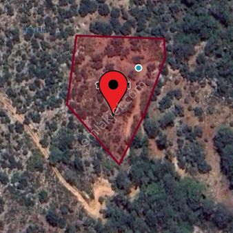 Dalaman Şerefler'de 4933 M² Tapulu Satılık Zeytinlik