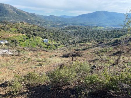 Seferihisar Orhanlıda 20300m2 Zeytinli Tarla