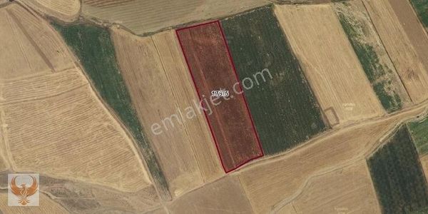 Anka Gayrimenkul-gemerek De Satılık Sulanabilir Tarla
