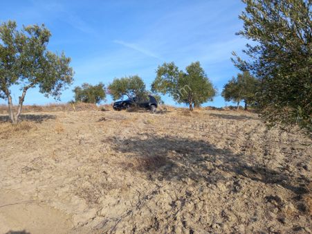 Saruhanlı Hacımusa Da Satılık 8.000 M2 Zeytinlik 1.700.000 Tl