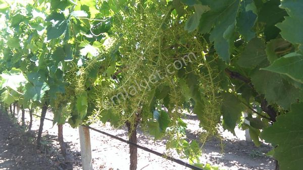 Salihlide Satılık Bag