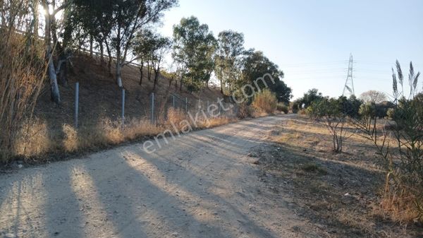 Akkuş Emlaktan Satilik Dümdüz İncir Bahçesi