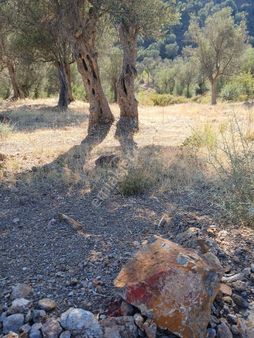 Seferihisar Orhanlıda Resmi Yola Cepheli 1300m2zeytinli Tarla