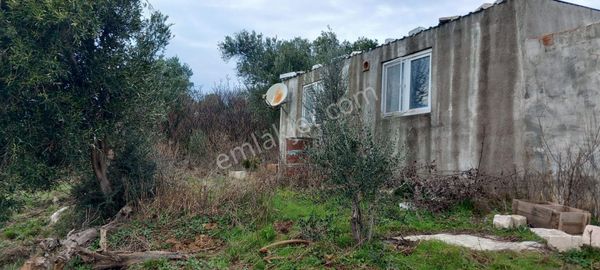 Ncs Emlaktan Satılık Zeyinlik