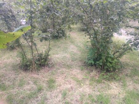 Aydınoğlu Gayrimenkulden Ortahisar Ağıllı' Da 8192 M2 Satılık Yatırımlık Fırsat Yağlı Fındık Arazisi