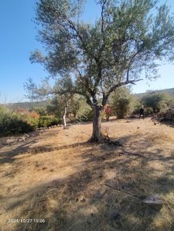 Saadet Korkmaz Emlak'tan Dikili Katıralanı Köyünde 8550 M2 Tarla Vasfında Satılık Zeytinlik