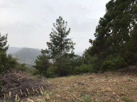 Aydın / Bozdoğan Örencik Mah. Satılık Zeytinlik.