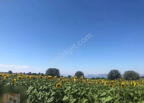 Dudaş Köyünde Ekilir Biçilir Yatırımlık Arazimiz
