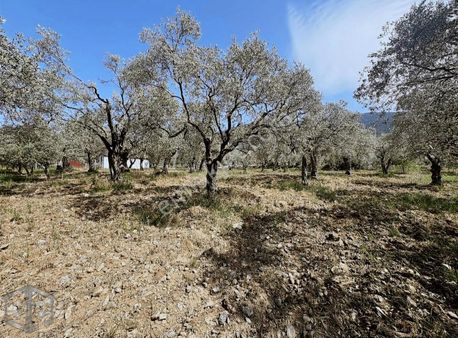 İzmir Selçuk Havuçulu Köyü 8000 M2 Zeytinlik Takasa Açık