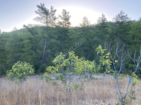 Muğla Dalaman Karacaağaç Satılık Müstakil Parsel Tarla
