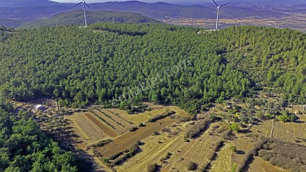 Bodrum Mazı Mahallesin'de Tabiatın İçinde 1,500 M2 Satılık Tarla