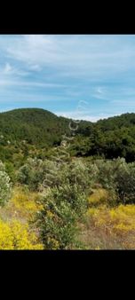 Muğla Ortaca Mergenli Aşı Koyu Yolunda Satılık Tarla