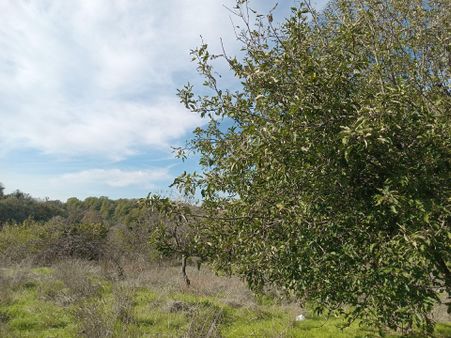 Çamlık Mah. Denize Yakın Satılık Geniş Daire