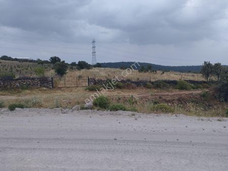 İzmir Bergama Maruflar Mah. Satılık Zeytinlik Ve Köy İçi Arsa