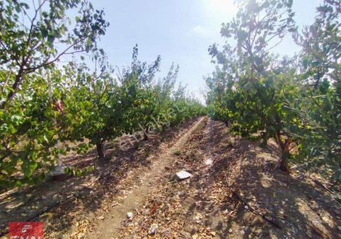 Final Emlak Gayrimenkul Den Tarsus,sariveli De 5175m² Satılık