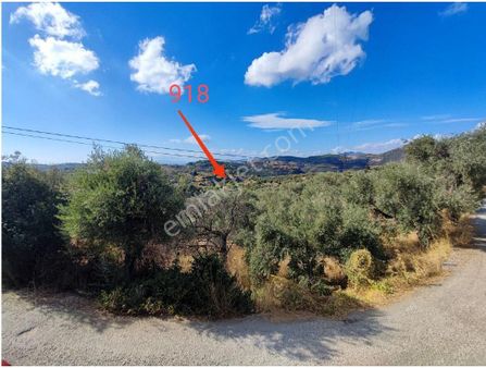 Kıyametin Teğet Geçeceği Şirince'de Satılık Zeytinlik