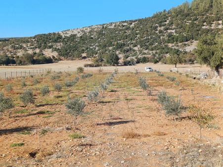 Ns Global Emlak Gayrimenkul Satılık Zeytin Tarlası