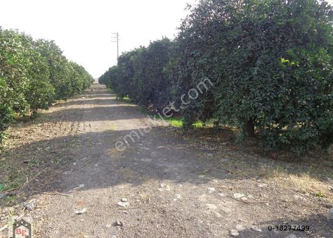 Beste'den Mıdık Mah. T. Orhan Cd. Ana Yol Üzeri 8000 M2 Satılık Bahçe