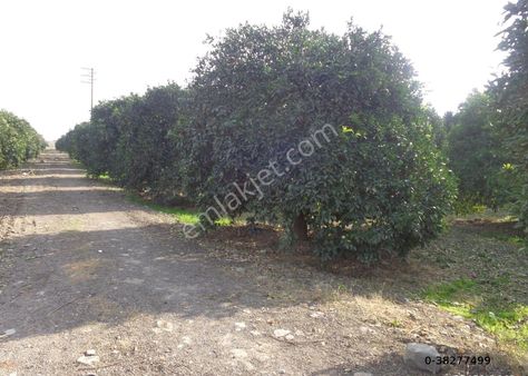 Beste'den Mıdık Mah. T. Orhan Cd. Üzeri Tek Tapu 10000 M2 Satılık Bahçe