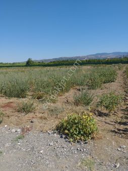 Amasya Suluova Harmanağılı 500 M2 Satılık Kooperatif Hissesi