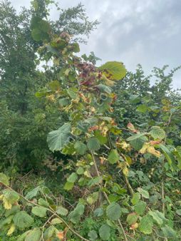 Bakımlı Satılık Fındık Bahçesi