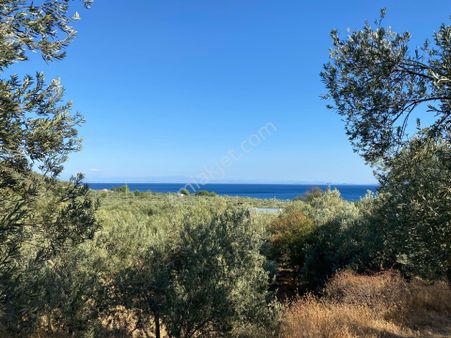 İgo Emlaktan Ahmetçe Sahilinde Süper Deniz Manzaralı Zeytinlik
