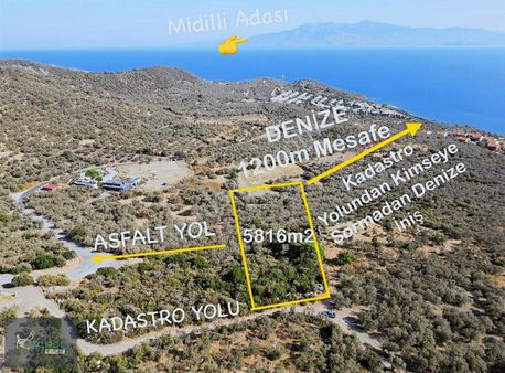 Ayvacık Kocaköy Sahilinde Midilli Manzaralı Mükemmel Zeytinlik