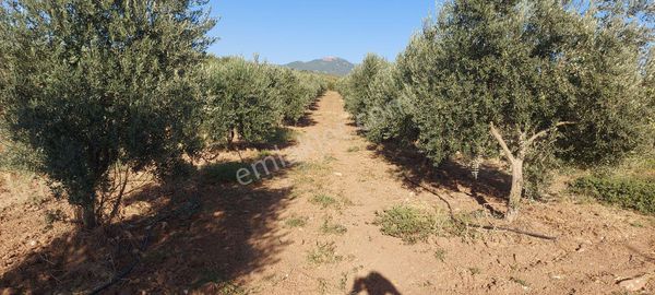 Sinan Emlak Ta 5500 M2 Satılık Zeytinlik