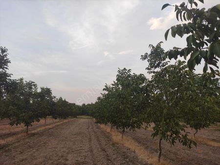 Satılık Balıkesir İli Sındırgı İlçesi Kozlu Mahallesinde Ceviz Tarlası
