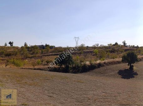 Bilecik Söğüt Asfaltına Sıfır Bağevine Uygun Kirazlık