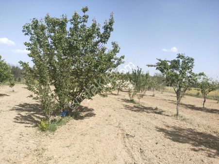 Abit Gm Doğrugöz Piknik Alanı Yanı 1.440 M2 Satılık Bahçe