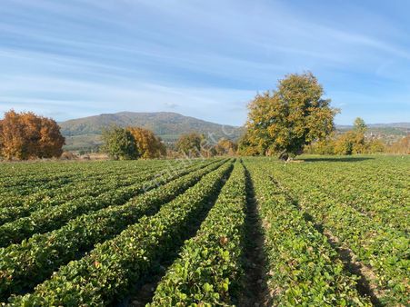 Çanakkale Kalkım'da Yatırım İçin İdeal Verimli Satılık Tarla!