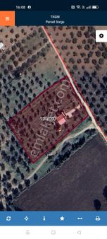 Buse Emlaktan Balıkesir Burhaniye Yunus Mahallesinde Yatırımlık Zeytinlik